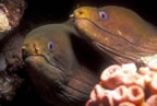Two green morays.