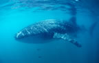 Whale shark.