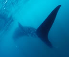 Whale shark departure.