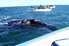 Gray whale nuzzling panga in Laguna San Ignacio