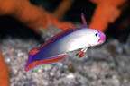 Blue fire goby
