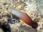 Fire goby.