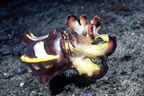 Flamboyant cuttlefish - Milne Bay