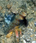 Goby and blind shrimp symbiosis.