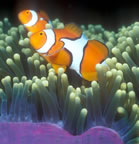 Nemo is found.