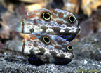 Paired four-spot gobies - Milne Bay