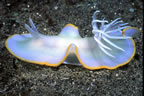 White nudibranch