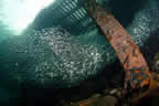 Shoal of small fish at Esa' Ala Wharf, one of the most amazing things I have seen underwater.
