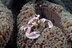 Porcelain crab on anemone.