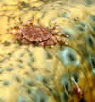 Crab and Imperial shrimp on sea cucumber