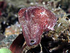 Small cuttlefish.