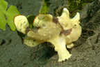 Frogfish with fishing lure visible above eye.