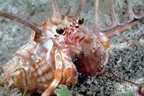 Hermit crab in murex shell.