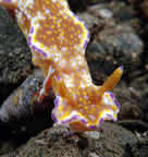 Nudibranch with Imperial shrimp