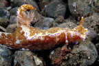 Nudibranch with Imperial shrimp hitchhiker.