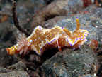 Nudibranch with Imperial shrimp.