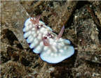 Nudibranch (Chromodoris geometrica).