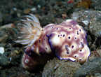Nudibranch (Risbecia tryoni)