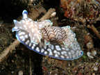 Nudibranch (Micromelo undatus)