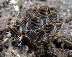 Nudibranch (Cyerce nigricans).