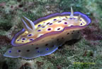 Common nudibranch