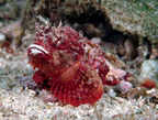 Red scorpionfish.