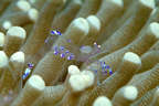 Shrimp in anemone.