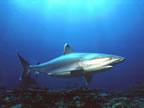 Silvertip Shark - New Hanover Island