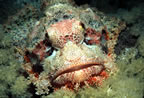 Scorpion fish face
