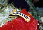Nudibranch on red sponge