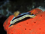 Nudibranch on red sponge