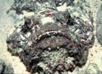 Stonefish face at Ras Mohammed (arguably the most dangerous marine animal in the ocean)