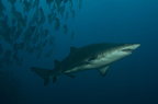 Sand tiger shark