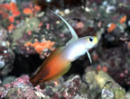 Fire goby