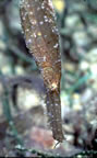 Ghost pipefish snout