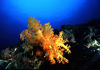 Orange soft coral at Anemone Point