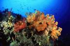 Orange soft coral at Anemone Point