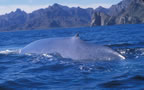 Big back of big blue whale near Loreto.