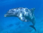Bottlenose dolphin in Cozumel