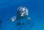 Bottlenose dolphin at Cozumel