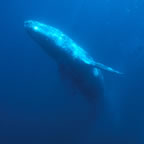 Gray whale at Anacapa Island, California.