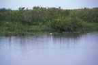 Mangroves in San Ignacio Lagoon.