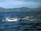Dolphins near Loreto.
