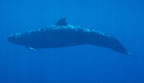 False killer whale at Cocos Island, Costa Rica.